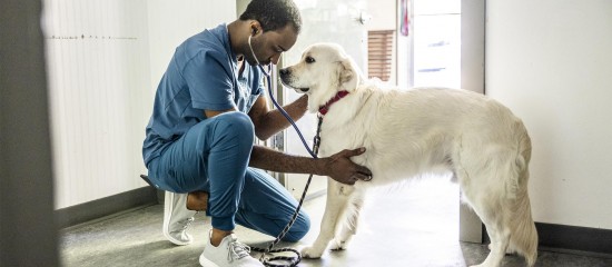 Vétérinaires : une étude sur la santé au travail des praticiens