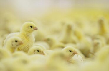 Élevage de poules pondeuses : financement de l’ovosexage