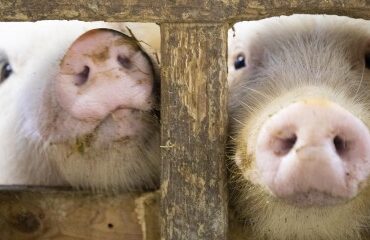 Élevage porcin : un accord France-Japon en cas de peste porcine africaine