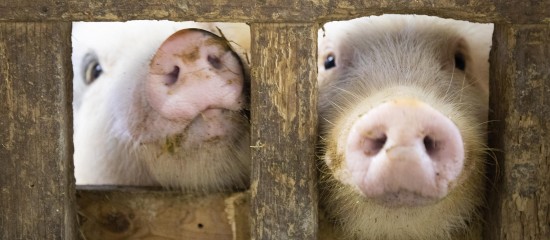 Élevage porcin : un accord France-Japon en cas de peste porcine africaine