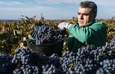 Viticulture : plus que quelques semaines pour la déclaration de récolte !