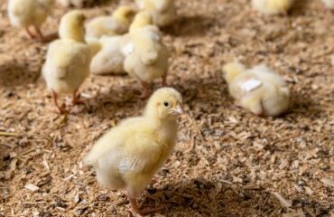 Aviculture : aide aux éleveurs impactés par la grippe aviaire