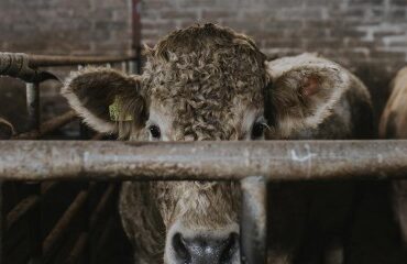 Élevage bovin : abattage sélectif en cas de tuberculose bovine