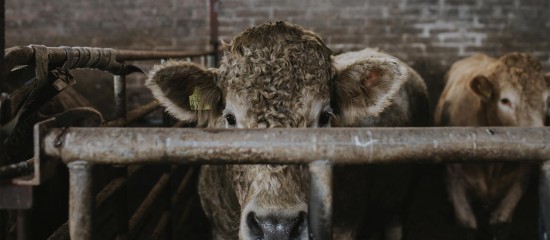 Élevage bovin : abattage sélectif en cas de tuberculose bovine
