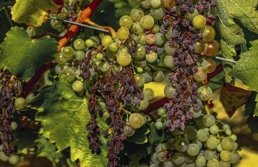 Viticulture : un plan national de sortie de crise