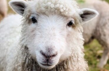 Élevages ovins et caprins : revalorisation du montant des aides 2025