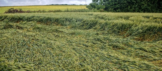 Pertes de récolte : baisse du taux d’indemnisation pour les exploitants non assurés