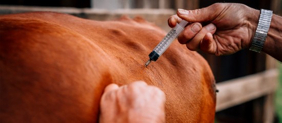 Élevage bovin : renforcement de la lutte contre la dermatose nodulaire
