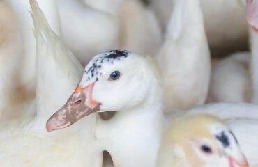 Aviculture : aide aux éleveurs impactés par la grippe aviaire 2024-2025
