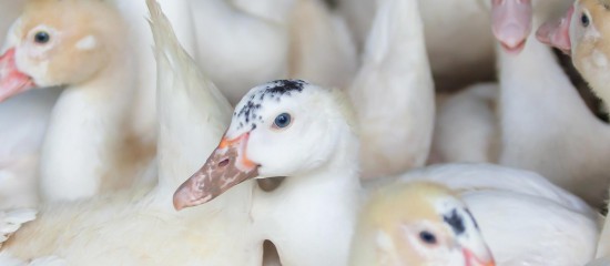 Aviculture : aide aux éleveurs impactés par la grippe aviaire 2024-2025