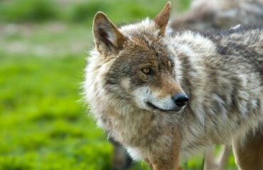 Élevage ovin et caprin : aide à la protection des troupeaux contre les prédateurs