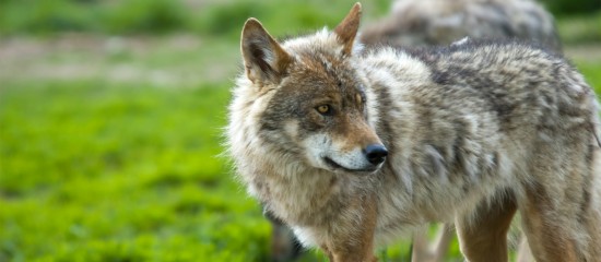 Élevage ovin et caprin : aide à la protection des troupeaux contre les prédateurs