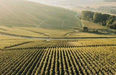 Viticulture : dispense d’affiliation à la MSA de certains bailleurs à métayage