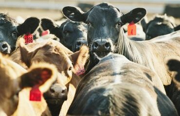 Élevage : le dépôt des demandes d’aides animales 2026 est possible