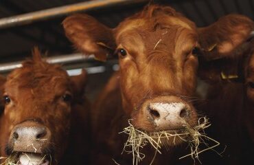 Elevage bovin : revalorisation des montants de l’aide 2025