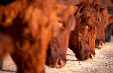 Elevages bovins, porcins et de volailles : allègement de la procédure d’installation des bâtiments