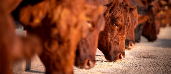 Elevages bovins, porcins et de volailles : allègement de la procédure d’installation des bâtiments