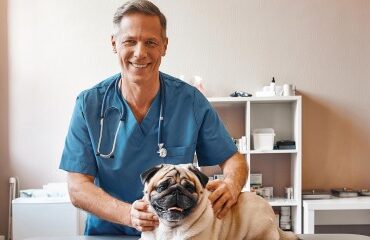 Vétérinaires : simplification de la procédure d’obtention de la subvention à l’achat d’équipements ergonomiques