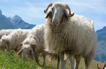 Gare à la durée d’une convention pluriannuelle de pâturage !