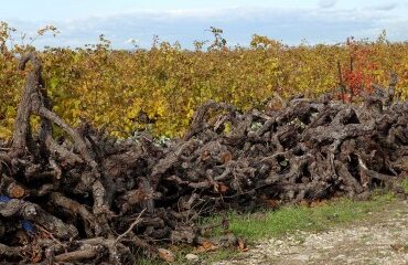 Viticulture : aide à l’arrachage de vignes