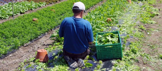Insertion : expérimentation territoires zéro chômeur de longue durée