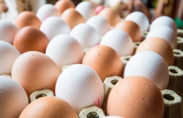 Aviculture : dépistage des salmonelles dans les élevages de poules pondeuses