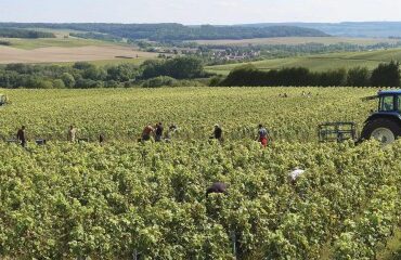 Travailleurs agricoles occasionnels : option pour la réduction générale dégressive unique