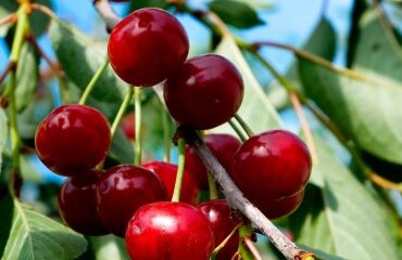 Cultures végétales : montant de l’ensemble des aides couplées 2025