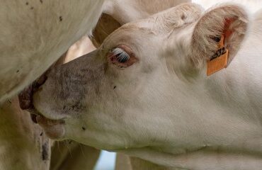 Élevage bovin : aide aux veaux sous la mère et aux veaux bio 2025