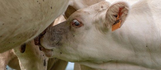 Élevage bovin : aide aux veaux sous la mère et aux veaux bio 2025