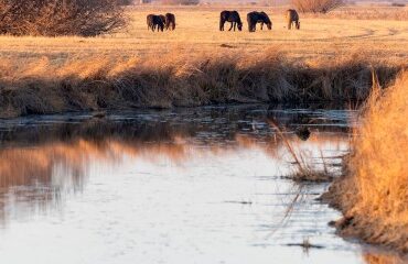 Environnement : appel à projets Mission Nature consacré à la biodiversité