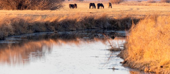 Environnement : appel à projets Mission Nature consacré à la biodiversité
