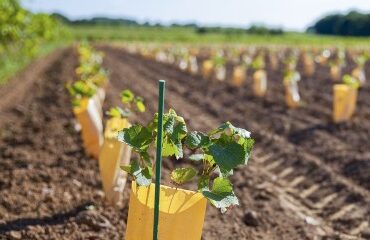 Viticulture : aide à la restructuration et à la reconversion du vignoble