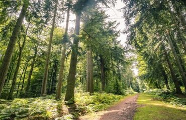 Diversifier son patrimoine en investissant dans les forêts