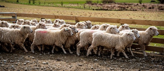 Élevages ovins et caprins : notification des mouvements d’animaux
