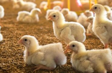 Aviculture : le niveau de risque de grippe aviaire retombe à « modéré »