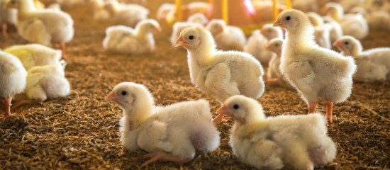 Aviculture : le niveau de risque de grippe aviaire retombe à « modéré »