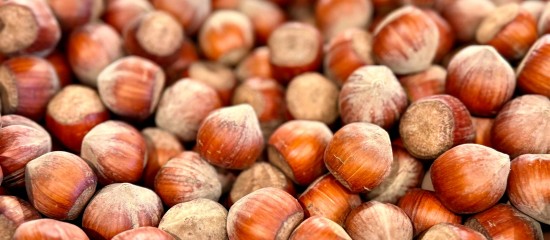 Production de noisettes : une aide pour compenser les pertes économiques