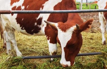 Elevage bovin : revalorisation des indemnisations en cas de tuberculose bovine