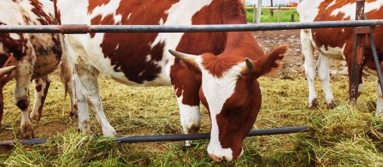 Elevage bovin : revalorisation des indemnisations en cas de tuberculose bovine