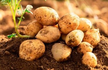 Production de pommes de terre : déclaration des surfaces