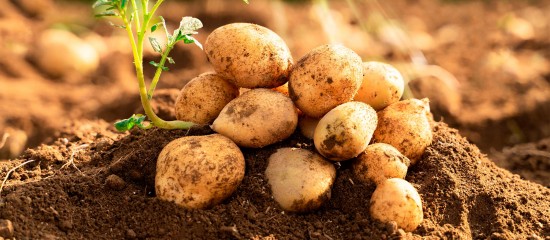 Production de pommes de terre : déclaration des surfaces