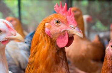 Aviculture : le risque de grippe aviaire abaissé à « négligeable »