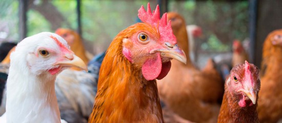 Aviculture : le risque de grippe aviaire abaissé à « négligeable »