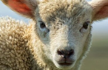 Élevages bovins, ovins et caprins : revalorisation du montant des aides 2025
