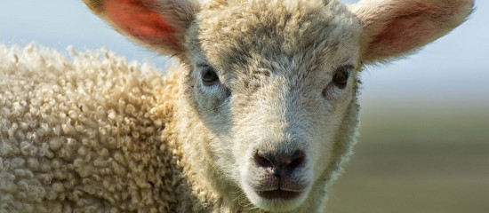 Élevages bovins, ovins et caprins : revalorisation du montant des aides 2025
