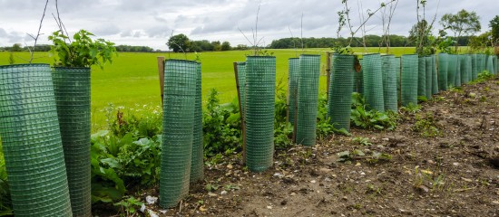 Exploitants agricoles : hausse du montant de plusieurs aides Pac au titre de 2025