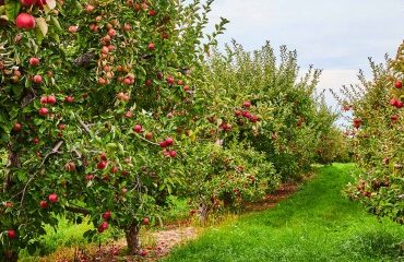 Arboriculture : aide à la rénovation des vergers
