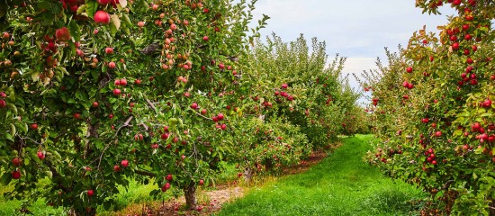 Arboriculture : aide à la rénovation des vergers