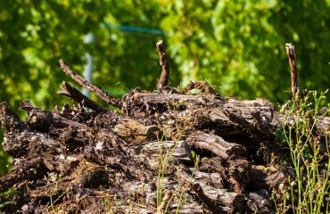 Viticulture : aide à l’arrachage définitif de vignes